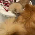 1 stunning male Pomeranian ?
