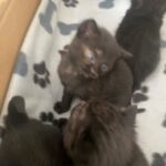6 Beautiful British Short Hair Cross Kittens