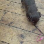 miniature dachshund female
