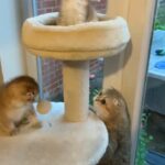 TICA SCOTTISH FOLD KITTENS