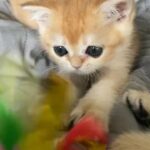 black golden chinchilla british shorthair in Fife