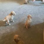 beautiful cockapoo puppies