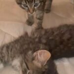 2 adorable male kittens