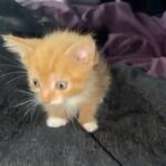 gorgeous kittens