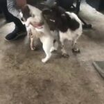 springer spaniel pups