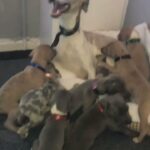 whippet puppies