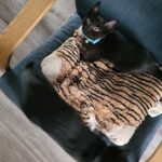 Beautiful kittens (vaccinated) in Bristol
