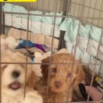 7 Cockapoo Puppies