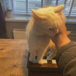 beautiful half Turkish Angora
