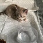 5 beautiful Bengal cross Maine coon kittens