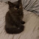 2 Black/Brown Persian Kittens