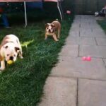 English Bulldog 4 month old girl, boy