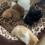 kittens for sale