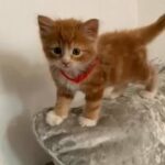 ginger kittens