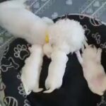 bichon Maltese for sale 1200