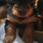 Yorkie looking for new home