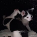 2 male kittens for sale