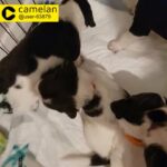 Kc springer spaniel pups