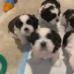FULL PEDIGREE KC REGISTERED SHIH TZU PUPS