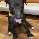 beautiful boy lurcher puppy