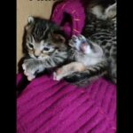 2 mixed Tabby kittens for sale