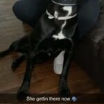beautiful cane corso female for sale