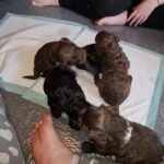 Stunning F1b Cockapoo puppies Ready Now in Manchester