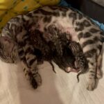 Amazing silver bengal kittens