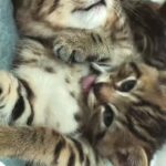 Bengal kittens in Cornwall