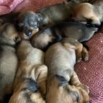 Standard KC Dachshund Pups