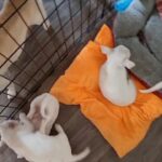 Chihuahua Puppies