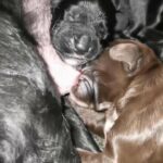 Working cocker spaniels puppies kc registered  working cocker spaniels