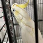 cockatoo for sale