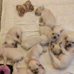 12 French bulldog puppies.