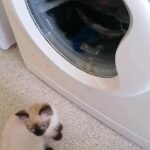 Lovely Seal point kitten
