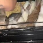 rabbits