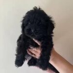 shitzu x toy poodle boy