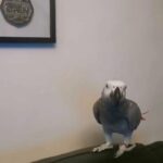 African grey parrot in Norfolk