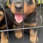 Rottweiler puppies