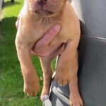 Staffy cross