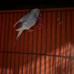 rare budgie for sale