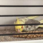 11 month old, Male Cockatiel in Hove