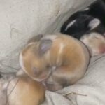 baby rabbits for sale (lionhead a mini lop) in London
