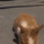 (boy popcorn) Mini lop Lionhead mix