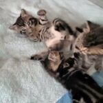 6-beautiful tabby kittens for sale