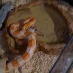 Corn Snake
