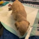 cockerpoo’s F2