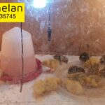 quail chick