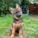 German shepherd