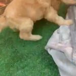 Last F1 Cockapoo Girl Left